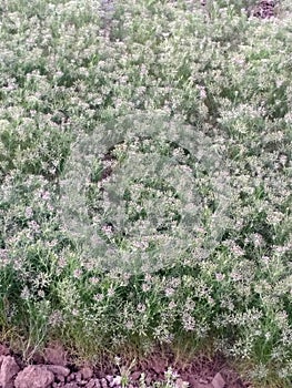 CUMIN seeds plant  jeera tree  Jira farm  Jeera biz  fluffy volume bush of cumin (zira) on a farming in INDIA