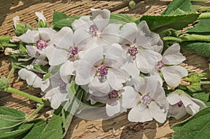 Cummon Marshmallow Althaea officinalis