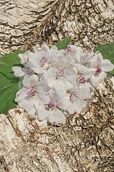 Cummon Marshmallow Althaea officinalis