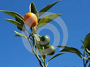 Cumquat