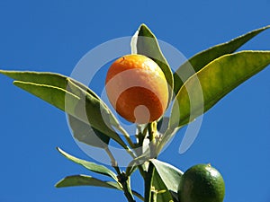 Cumquat 3 photo