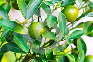 Cumquat, kumquat , orange with leaf isolated on background close