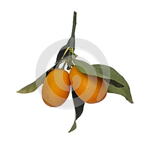 Cumquat, kumquat twig orange fruits and green leaves isolated on white background. Hanging down. photo