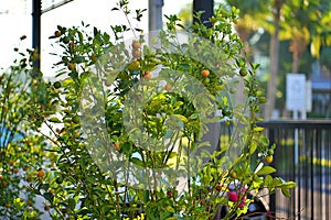 Cumquat orange fruits in garden, close up. Fortunella margarita Kumquats  or cumquat  foliage and Oval fruits on kumquat tree,