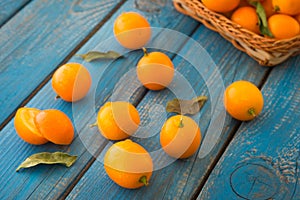 Cumquats, kumquats or pygmy wild oranges with green leaves