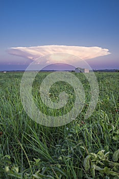 Cumulonimbus capillatus cloud over tomato field