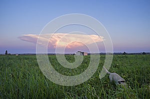 Cumulonimbus capillatus cloud over tomato field