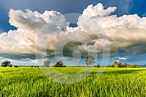 Cumulonimbus Clouds Over Rice Field