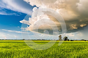 Cumulonimbus Clouds Over Rice Field