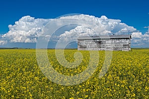 Cumulonimbus storm clouds over an old grain bin and a canola field