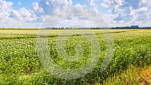 Cumulus clouds above a Dutch potato field