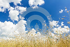 Cumulus clouds on aero blue sky over ripening oat cereal ears field