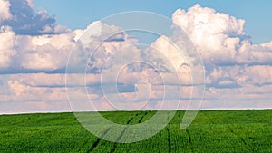 Cumulus clouds over a field of winter wheat