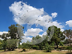 Cumulus clouds in a sunny day photo