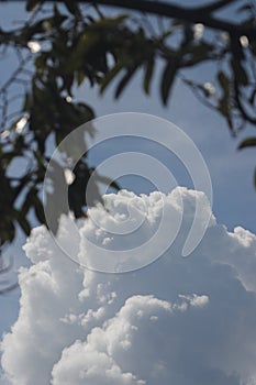 Cumulus clouds with tree branches against a clear blue sky background and in the midday.