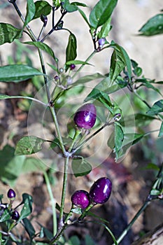 Cuncun chili Pepper plant