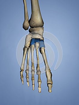 Cuneiform Bones, 3D Model