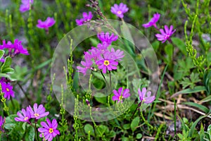 Cuneiform primrose Primula cuneifolia Ledeb., Kamchatka Peninsula, Russia photo