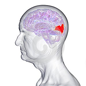 Cuneus gyrus highlighted in the brain of an elderly person, 3D illustration.