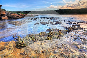 Cunjevoi Sea Squirts photo