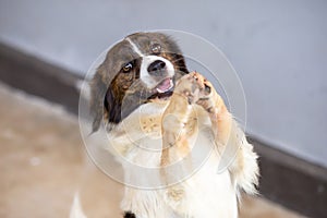 Cunning dog standing with front legs raised. To greet a request for food Funny and cute face