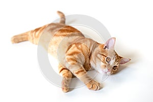 Cunning funny young ginger cat looking up at copyspace. Adorable orange pet. Cute tabby red kitten lies