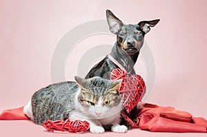 Cunning miniature pinscher puppy and gray cat with valentines day decor close up