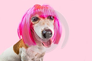 Cunning suspecting dog face in bright pink wig photo