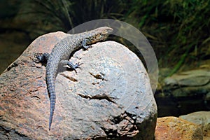 Cunningham`s spiny-tailed skink, Egernia cunninghami, large lizard sitting on the stone in the nature habitat. Big reptile from