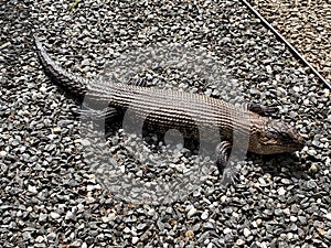 Cunningham`s spiny-tailed skink Photo