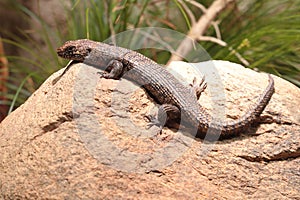 Cunningham skink
