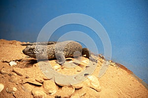 the cunninghams skink is walking over the sand