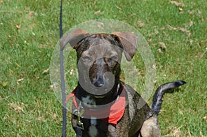 Cunucu Dog with His Eyes Closed Sitting in Grass