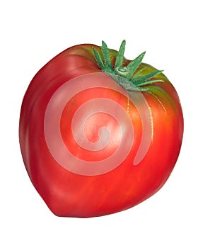 Cuor di bue, oxheart tomato, top, paths