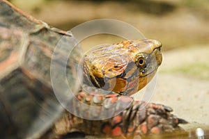 Cuora galbinifrons (turtle) 1