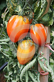 Cuore di Bue Tomatoes