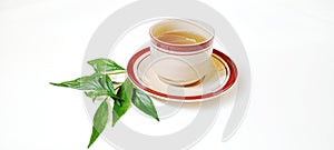 Cup of Andrographis paniculata or sambiloto with white background photo