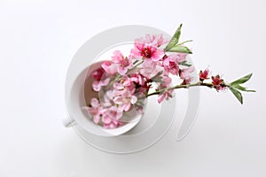 Cup with beautiful blossoming branches on table, top view