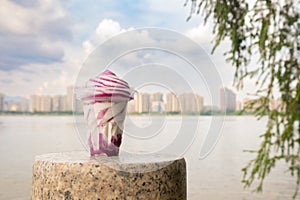 cup of blueberry flavor ice cream on river side at horizontal composition