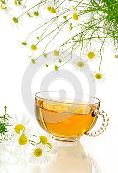Cup of chamomile tea with fresh chamomilla flowers