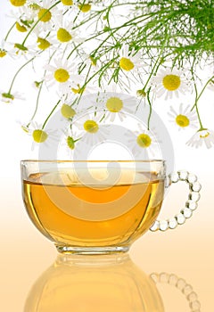 Cup of chamomile tea with fresh chamomilla flowers photo