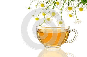 Cup of chamomile tea with fresh chamomilla flowers