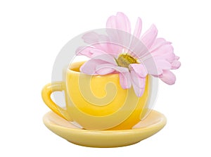 Cup and chrysanthemum flower