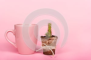Cup of coffee, cactus and empty background. Pink mug and cactus.