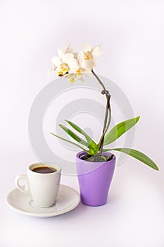 A cup of coffee and a small white orchid