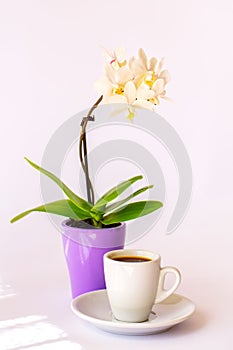 A cup of coffee and a small white orchid
