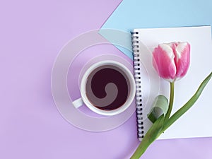 Cup of coffee. tulip flower  espresso  minimal birthday on colored background romantic sprin