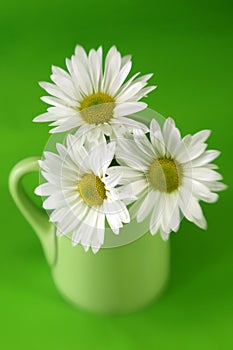 Cup of Daises