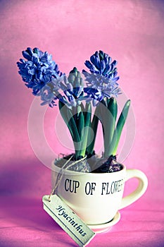 Cup of flowers