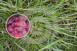 Cup Fresh Raspberries